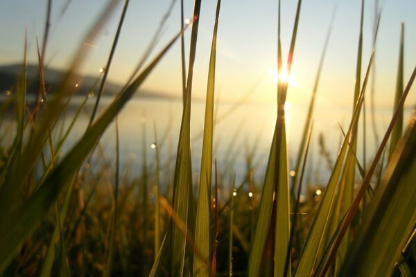 Die Sonne schaut durch das Gras