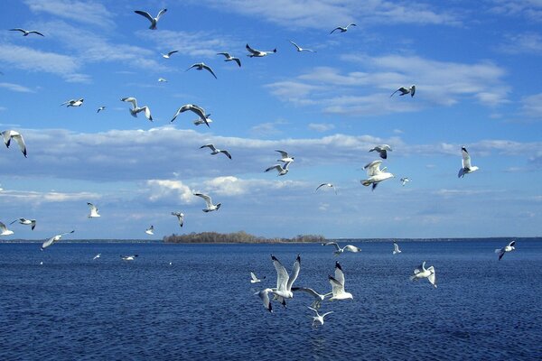 Gaviota salvaje junto al lago