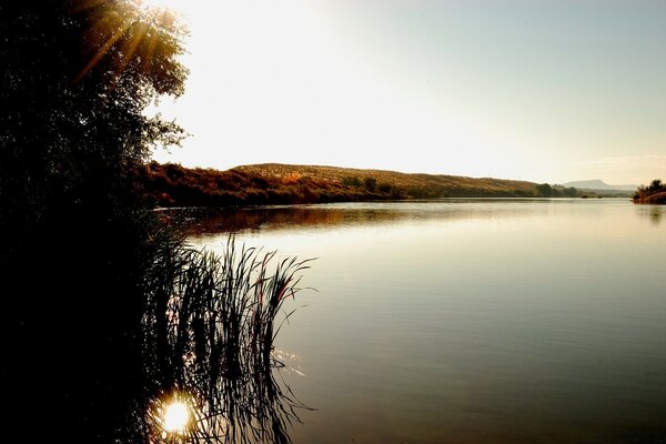 Plants by the water, sun and sky