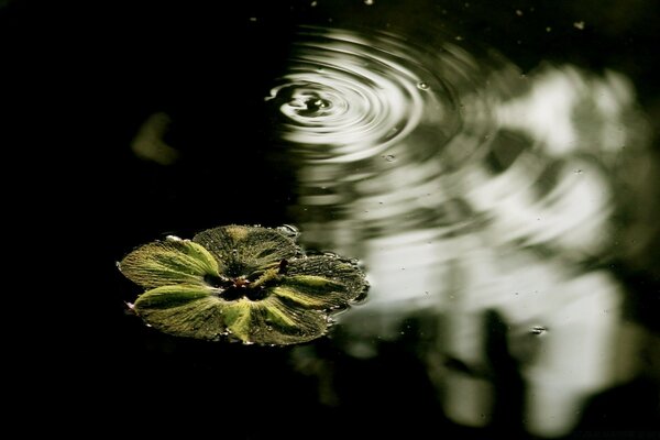 The sound of drops on the water. The fragrance of Water Lilies