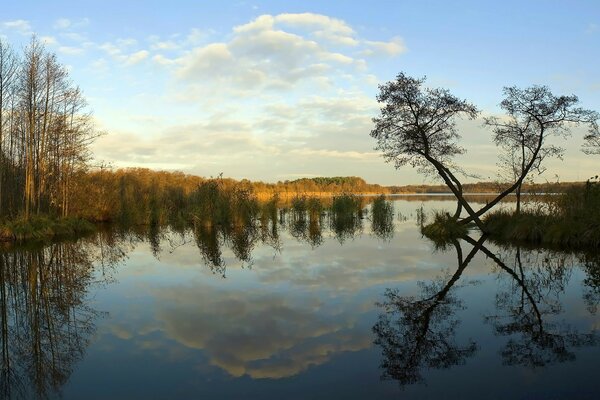 Reflejo de los árboles en el agua del lago