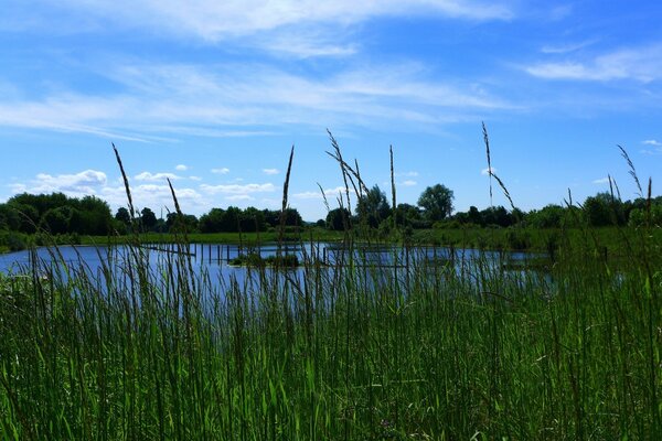 Peaceful landscape of a lake lost in the grass