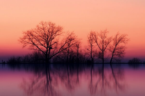 Fabulous and magical blossoming on the lake