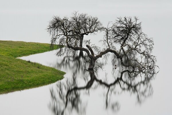 THE TREE IS REFLECTED IN THE WATER MIRROR