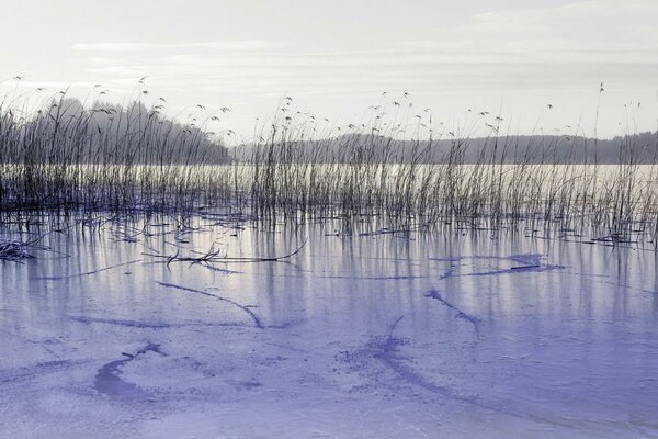 Reflection of the sky in purple water