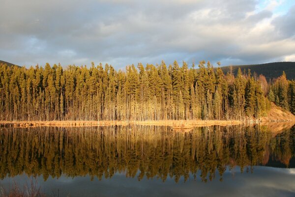 FOREST ON THE SHORE OF A RESERVOIR AMONG THE HILLS