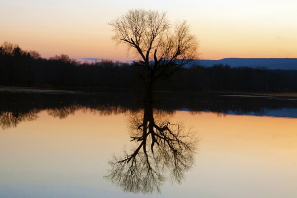 Natürliche Landschaft mit Holzreflexion auf der Wasseroberfläche