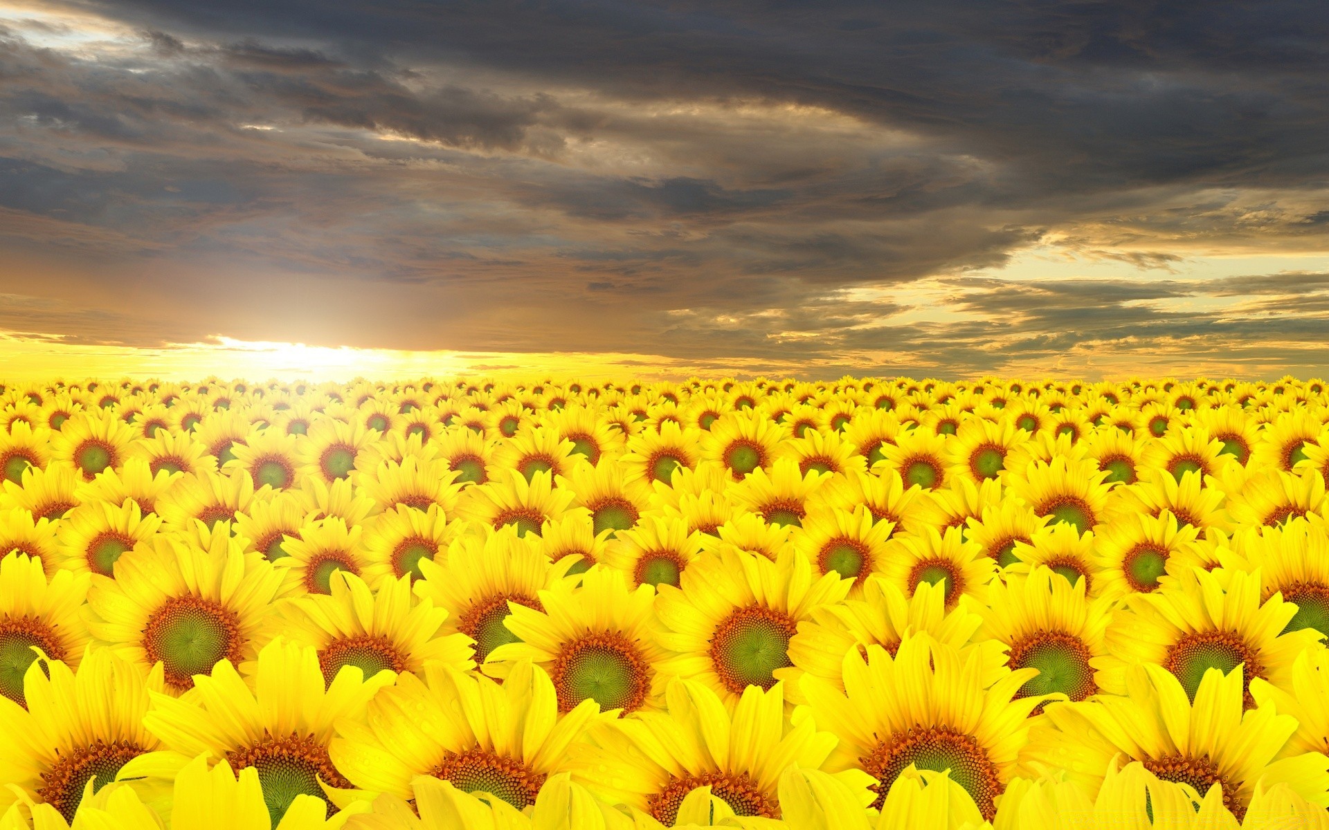 verano naturaleza flor girasol brillante sol rural campo flora crecimiento buen tiempo floral color al aire libre jardín brillante hermoso