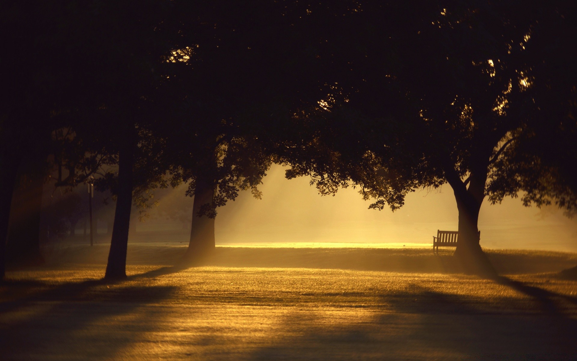 verano árbol amanecer niebla iluminado niebla puesta de sol silueta paisaje agua noche naturaleza al aire libre sol