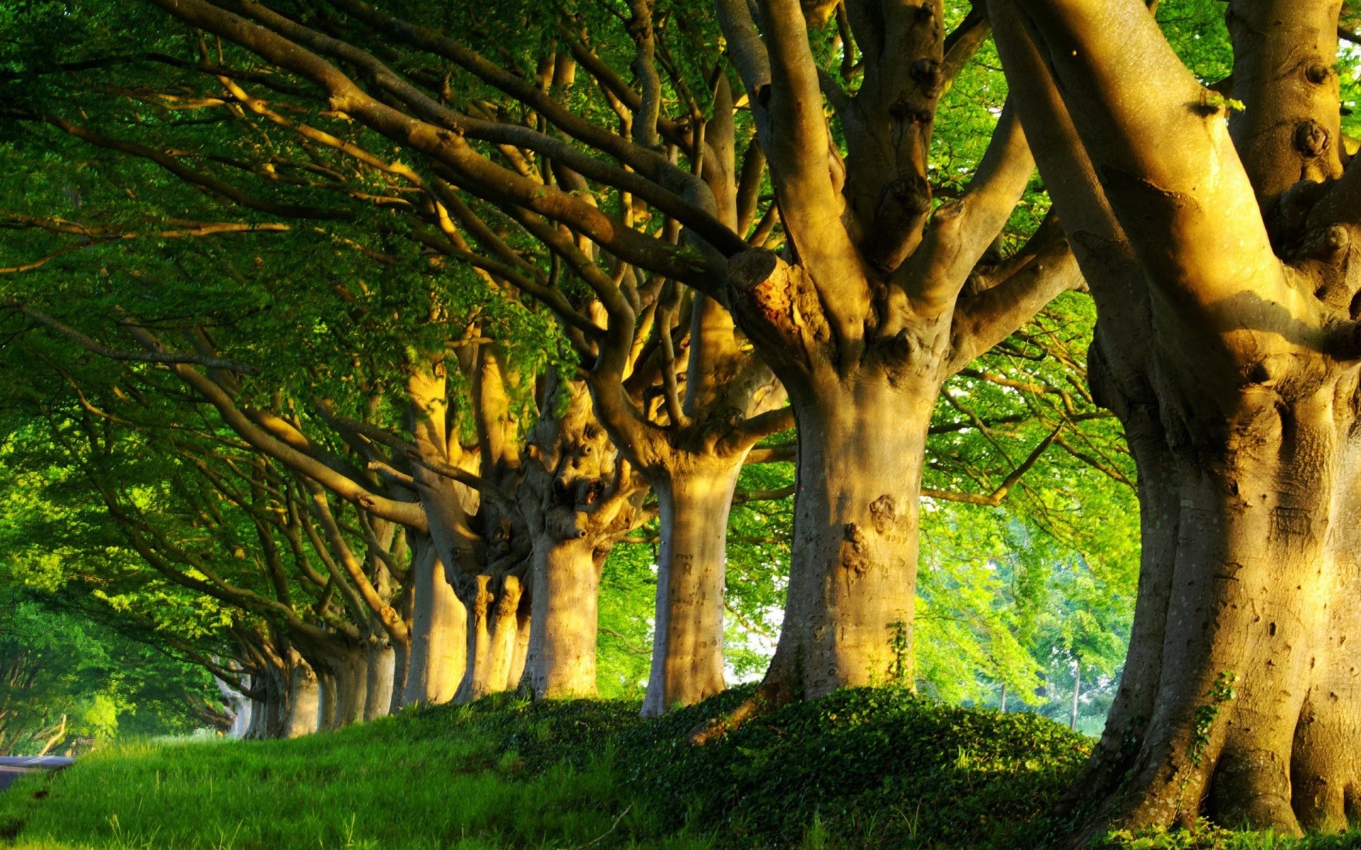 yaz ağaç ahşap doğa yaprak açık havada sonbahar park manzara çimen şube şafak gün ışığı flora güzel hava koşulları gövde