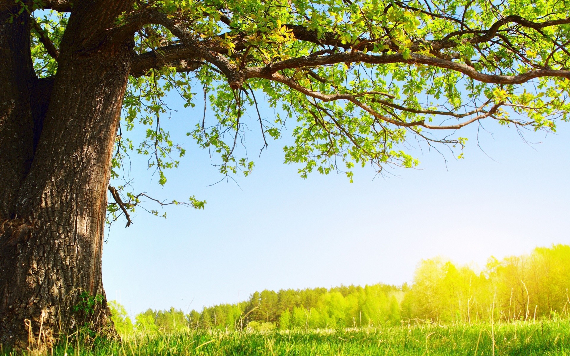 summer landscape nature tree wood leaf grass sun rural growth fair weather countryside season outdoors environment field scenic flora country