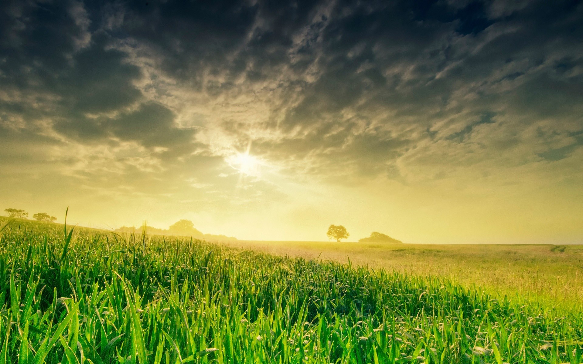 été champ rural pâturage ferme campagne céréales agriculture herbe soleil terres agricoles croissance blé maïs beau temps nature récolte paysage sol