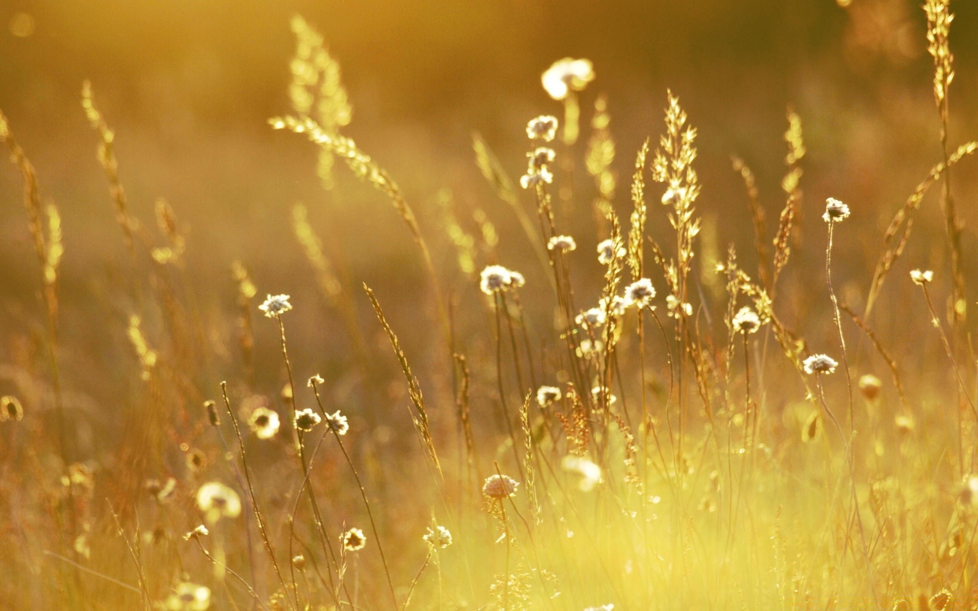 sommer natur tau regen sonne tropfen gras dämmerung unschärfe wasser gutes wetter nass hell blume im freien desktop gold ländlichen herbst