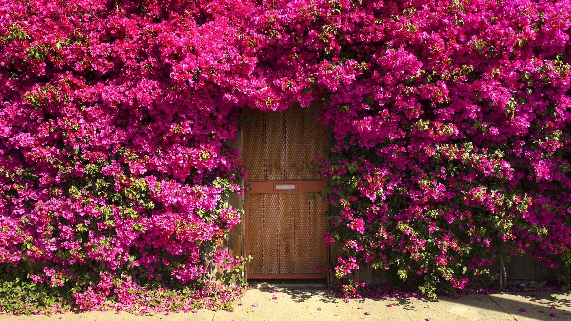 été fleur jardin cour à l extérieur arbuste géranium flore