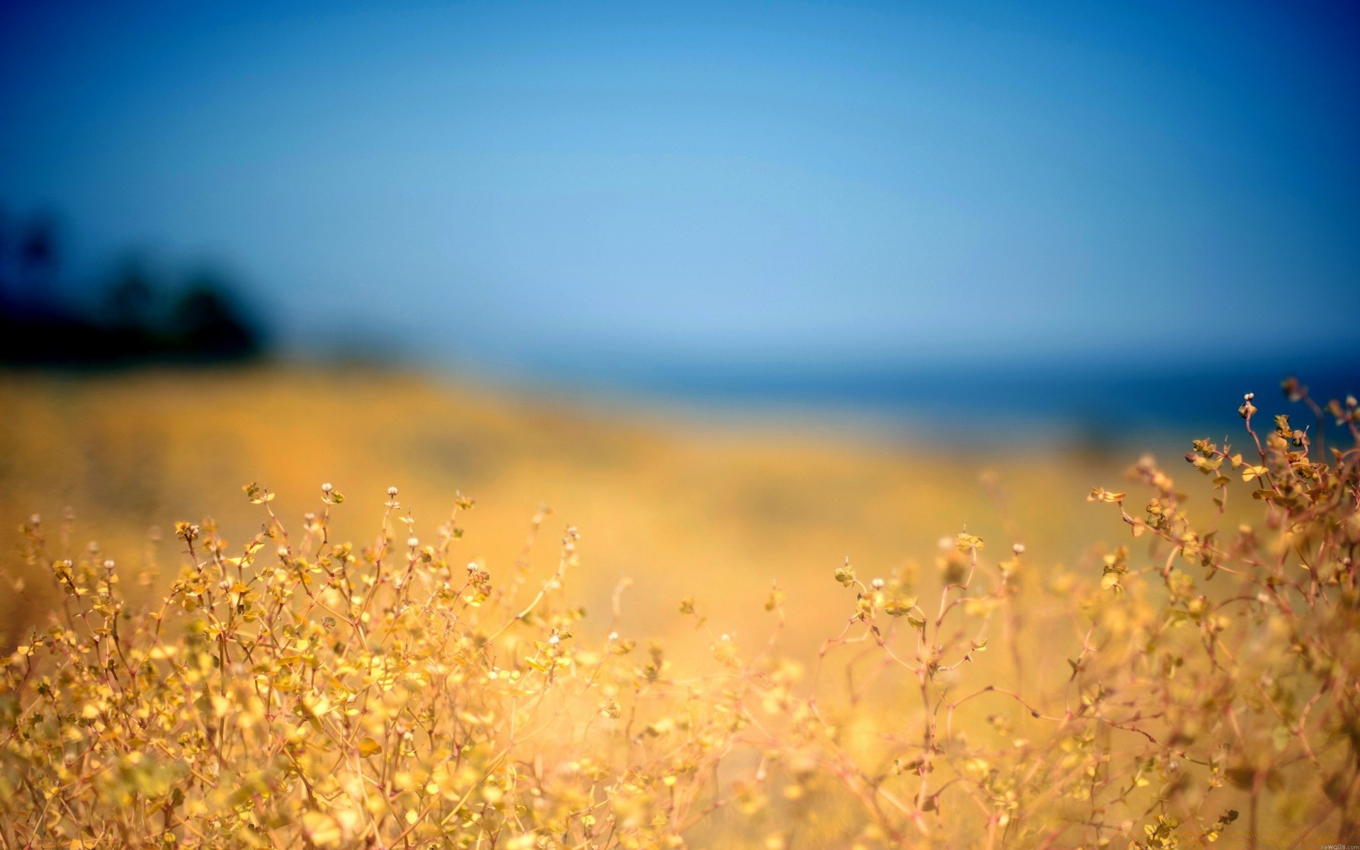 summer nature sun sky sunset landscape water fair weather dawn fall blur sea beach grass outdoors light flower