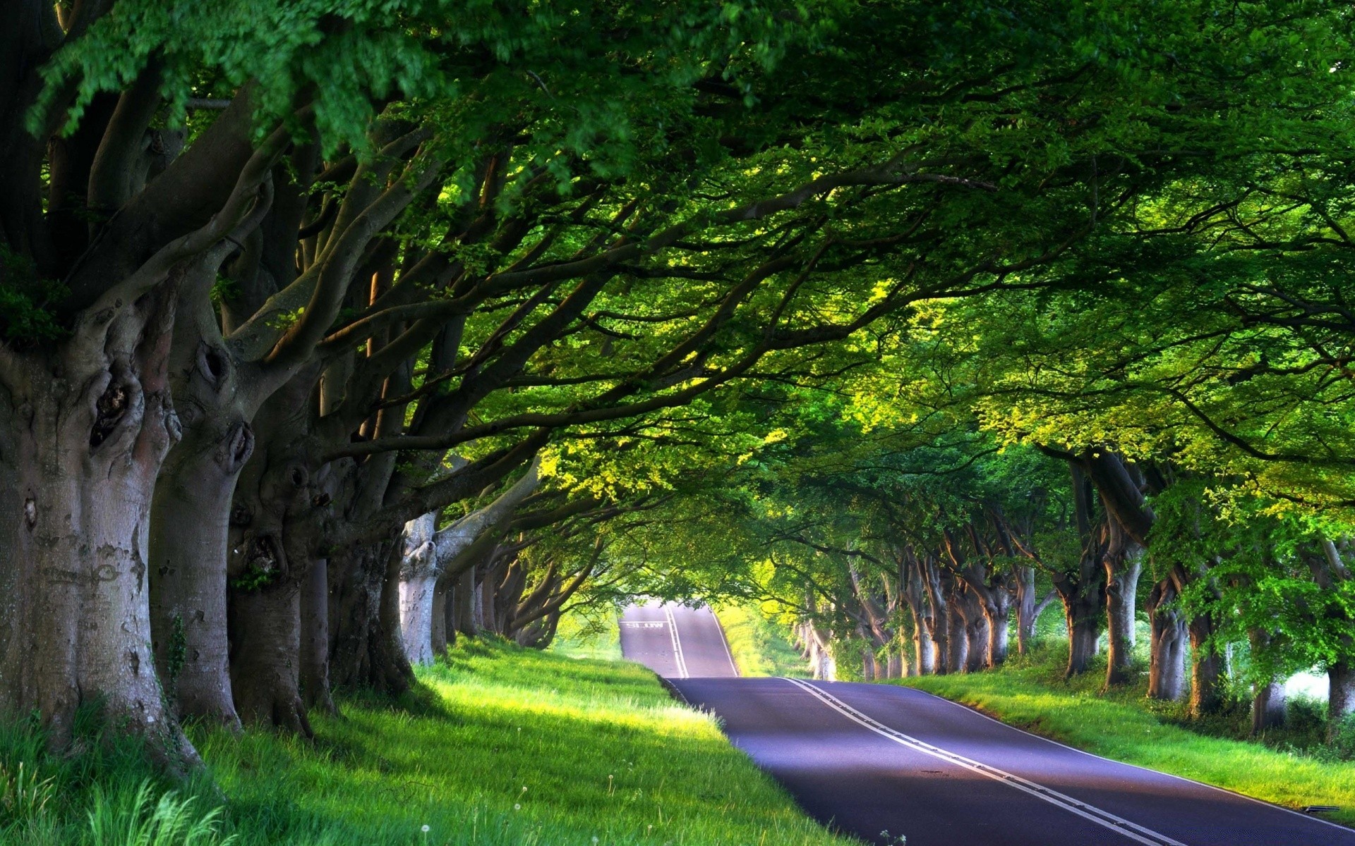 summer tree wood landscape leaf road guidance nature outdoors park grass dawn light travel