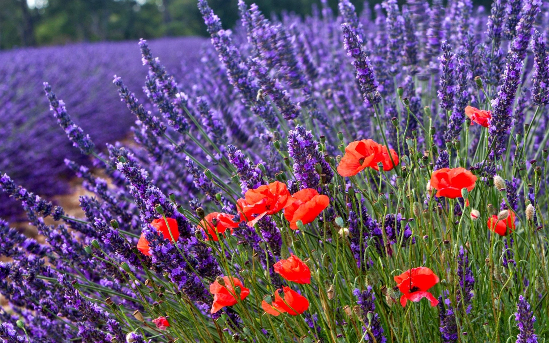 verano flor lavanda campo naturaleza flora poppy bluming al aire libre perfume floral herbario rural heno jardín campo violeta crecimiento