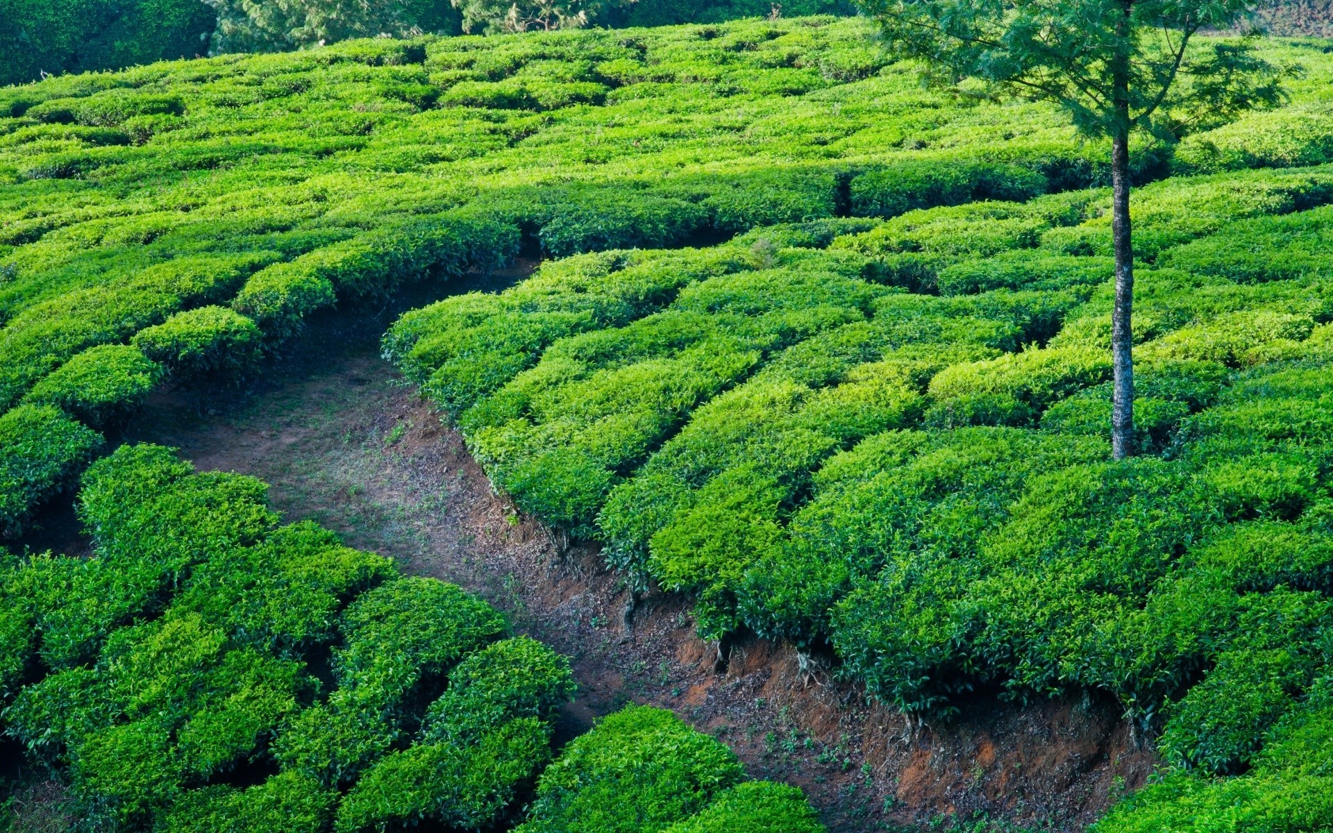 verão agricultura paisagem natureza flora campo crescimento fazenda folha plantação rural colheita árvore cênica colina campo terra cultivada solo ambiente ao ar livre