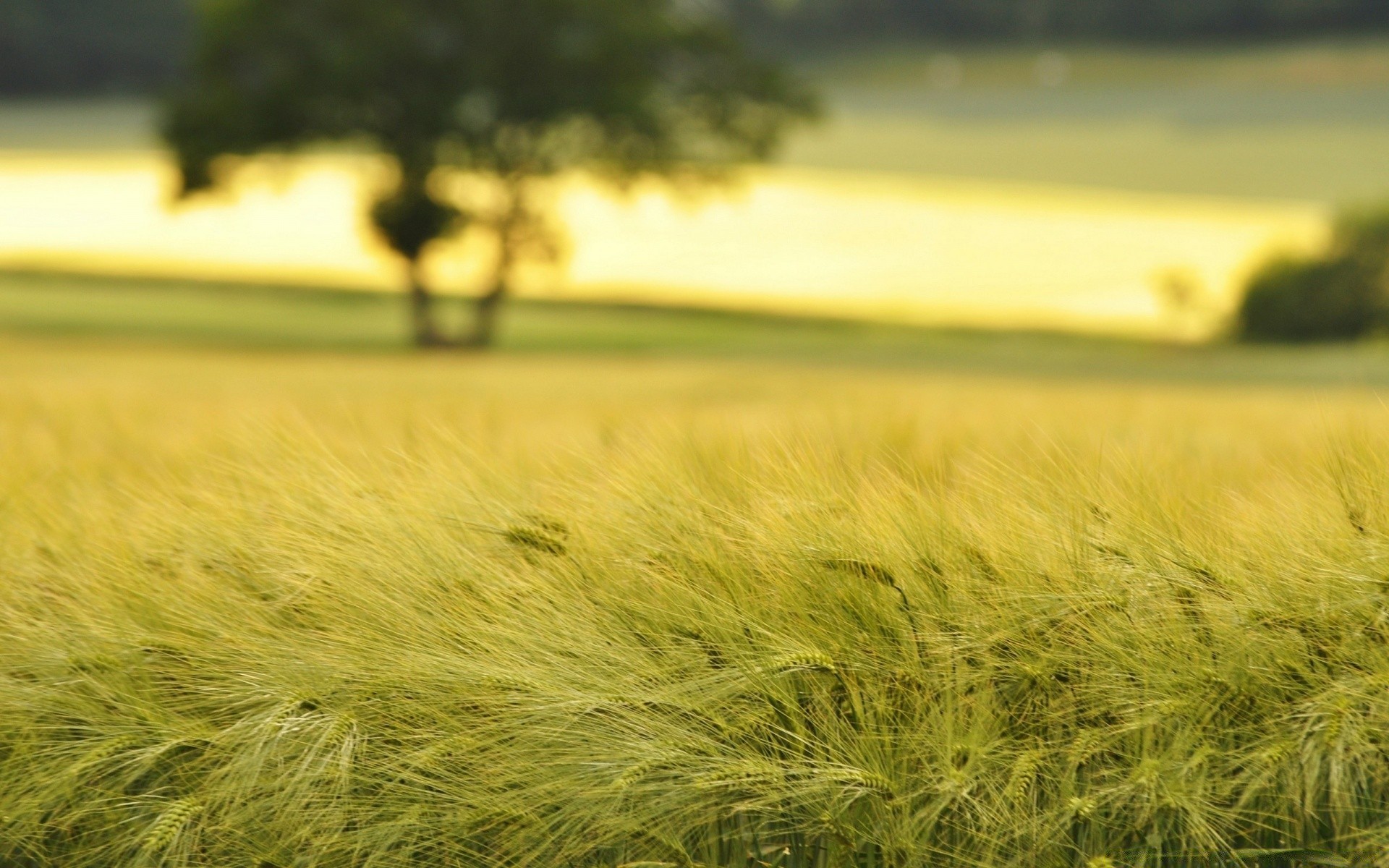 summer field landscape grass farm hayfield nature wheat agriculture rural countryside sun country outdoors sunset fair weather cereal gold pasture light