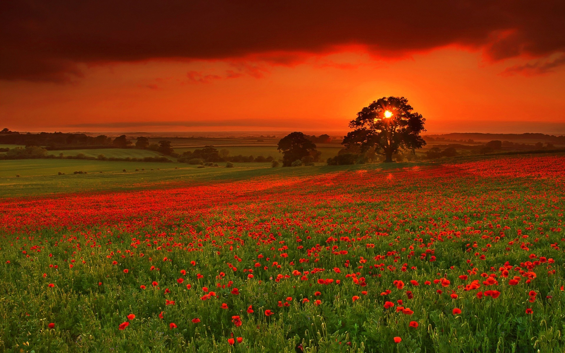 verano poppy campo flor rural paisaje agricultura campo heno naturaleza hierba al aire libre granja pastizales sol pasto tierra cultivada cielo país