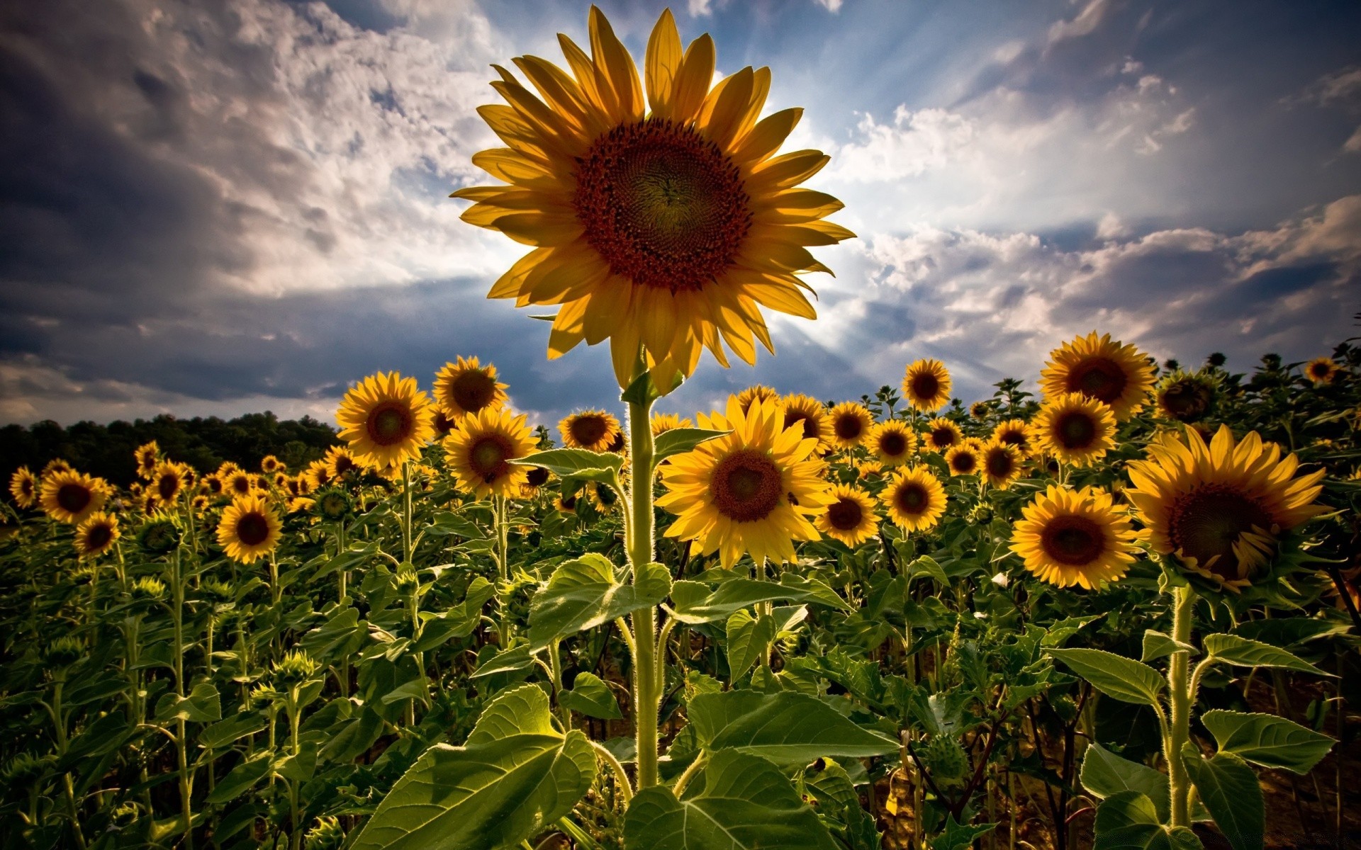 sommer natur sonnenblume flora blume feld blatt des ländlichen hell sonne wachstum sonnig landwirtschaft gutes wetter blumen heuhaufen farbe jahreszeit garten