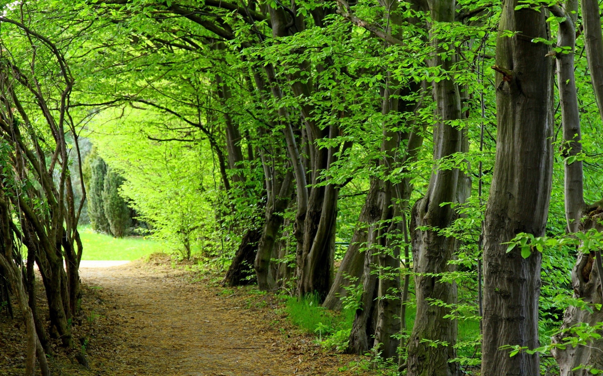 yaz ahşap doğa yaprak ağaç manzara açık havada doğal yemyeşil çevre vahşi rehber park gün ışığı büyüme çimen güzel hava zammı kırsal alan