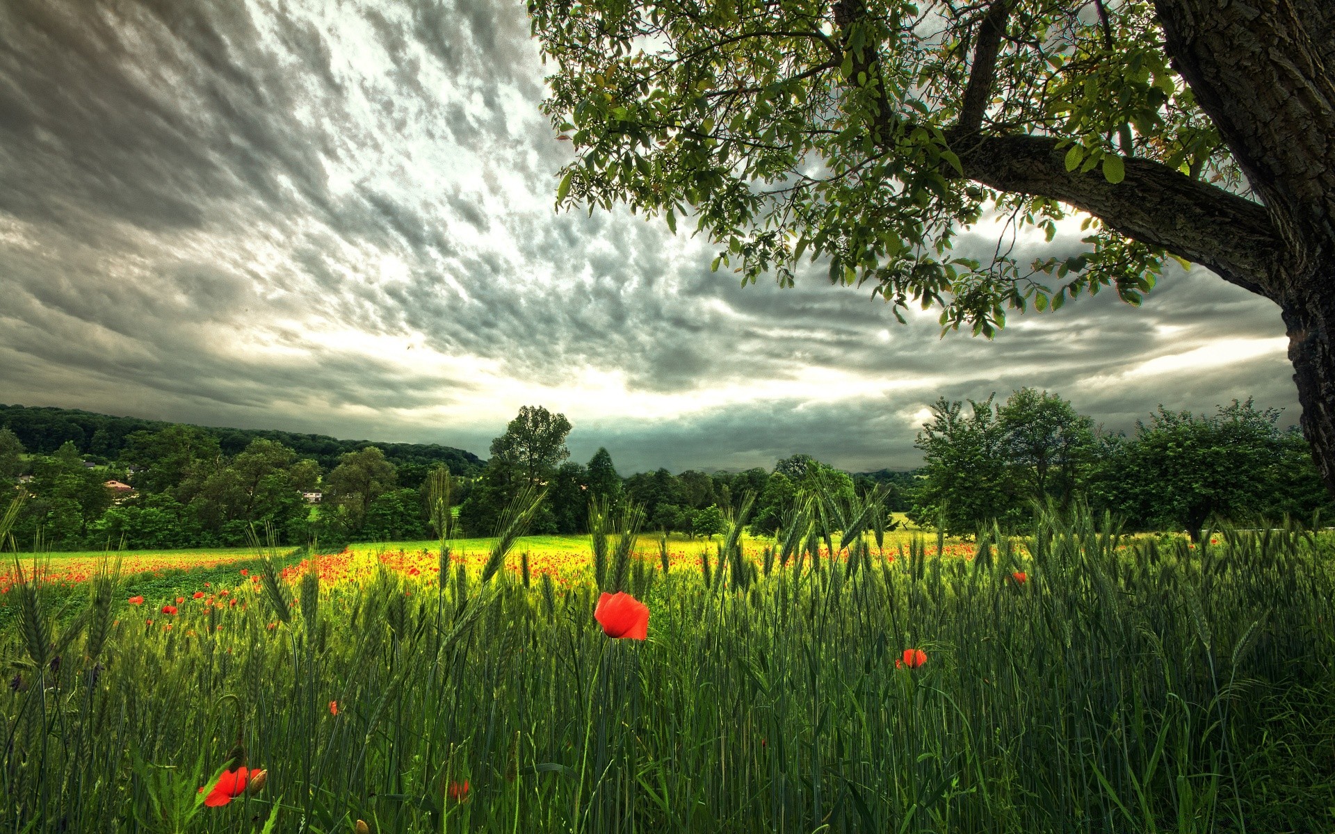 verano naturaleza paisaje hierba campo rural al aire libre heno flor campo sol buen tiempo árbol cielo agricultura idilio