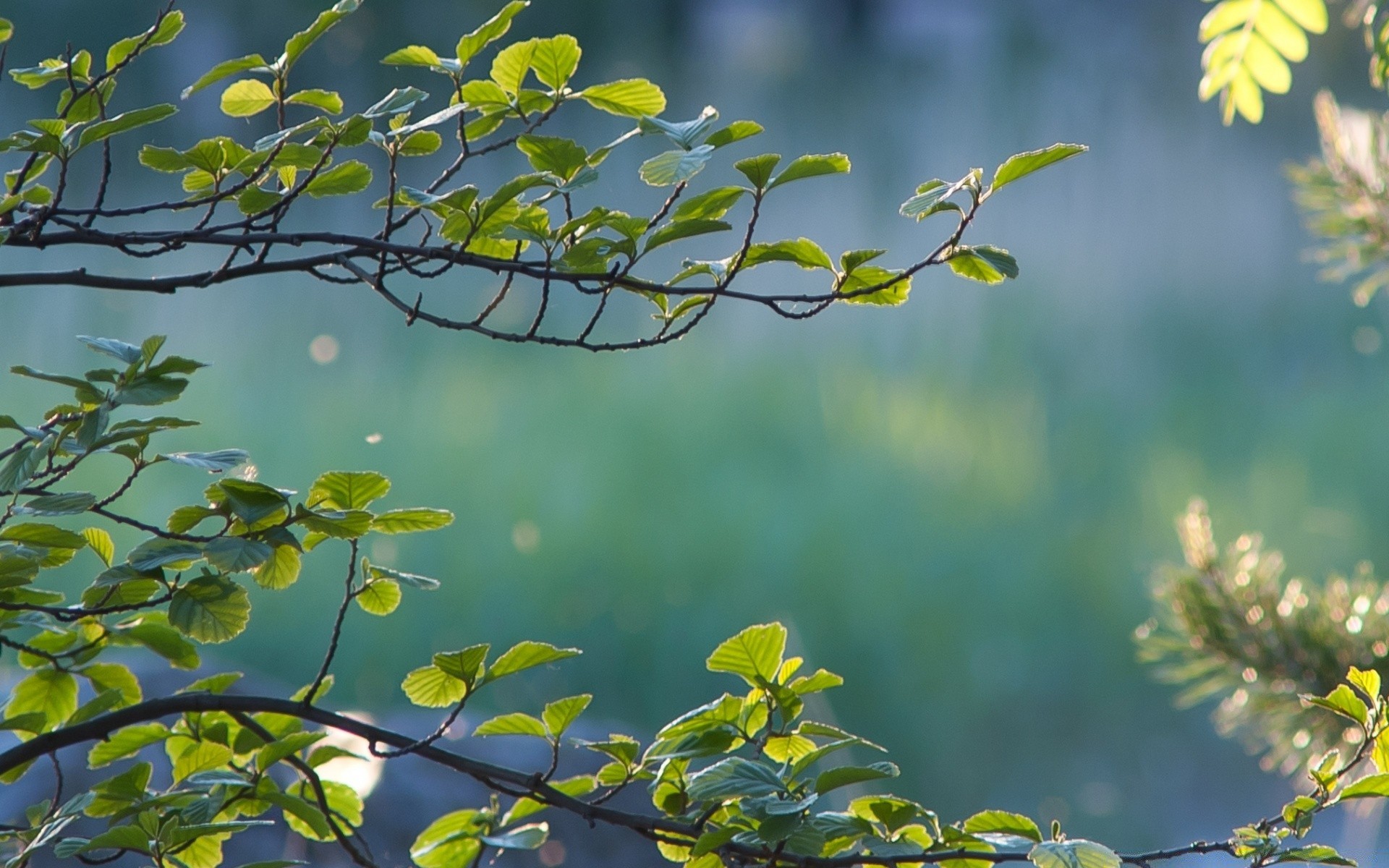 summer nature leaf tree flora branch growth outdoors bright fair weather garden season environment color flower sun close-up wood park