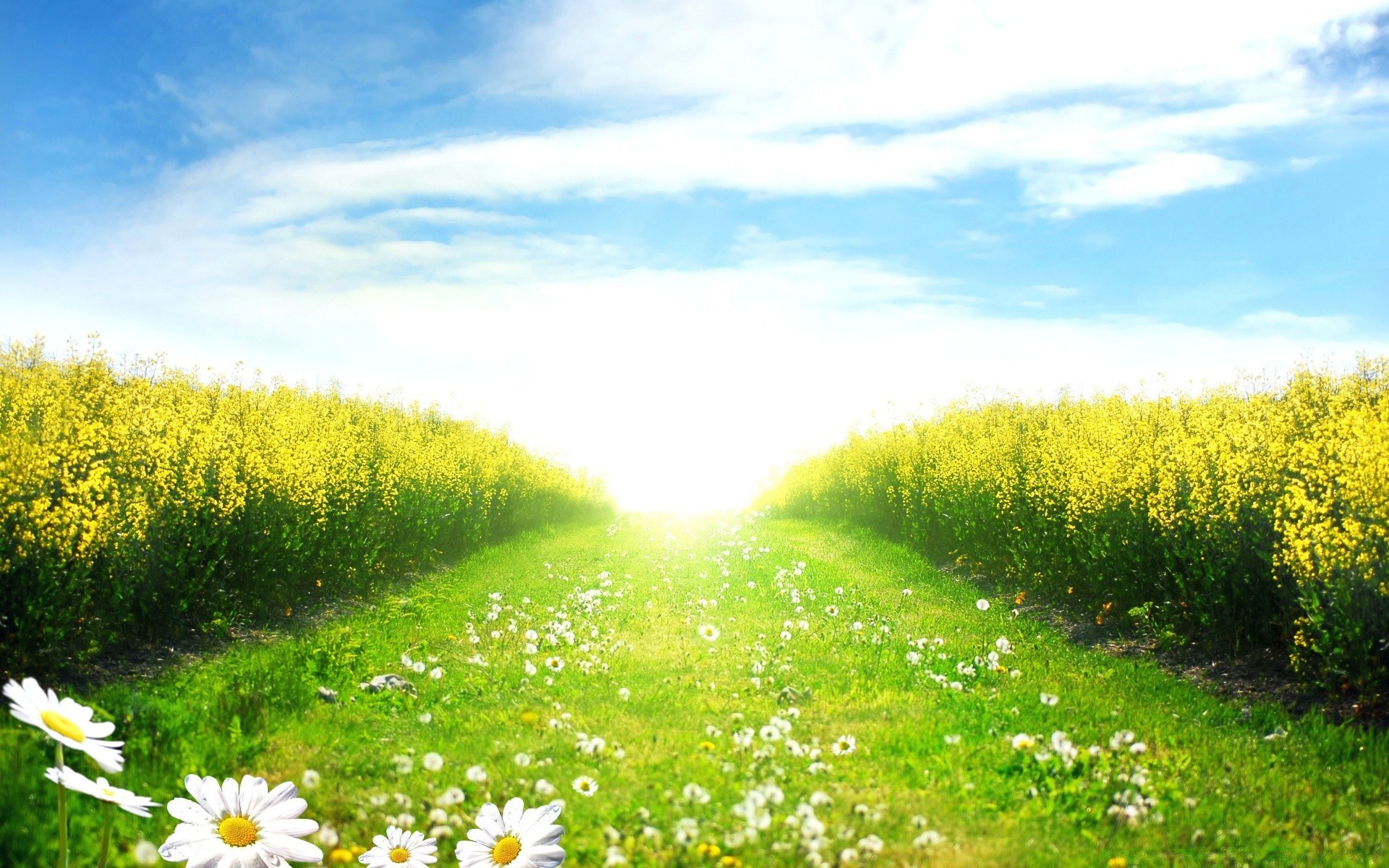 sommer landschaft feld heuhaufen natur blume gras des ländlichen himmel im freien umwelt landwirtschaft landschaft gutes wetter bauernhof wachstum flora sonne szene