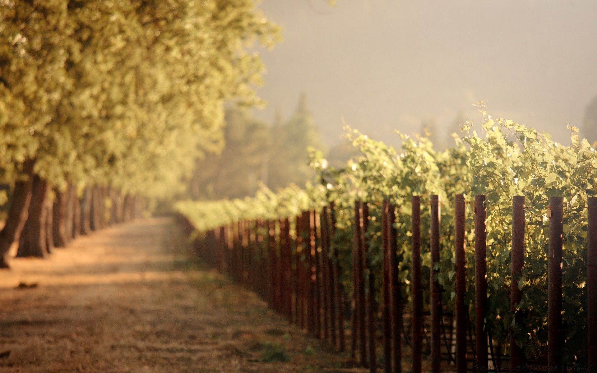 summer tree nature landscape wood dawn light sky outdoors sunset sun fence fog season fall fair weather park leaf