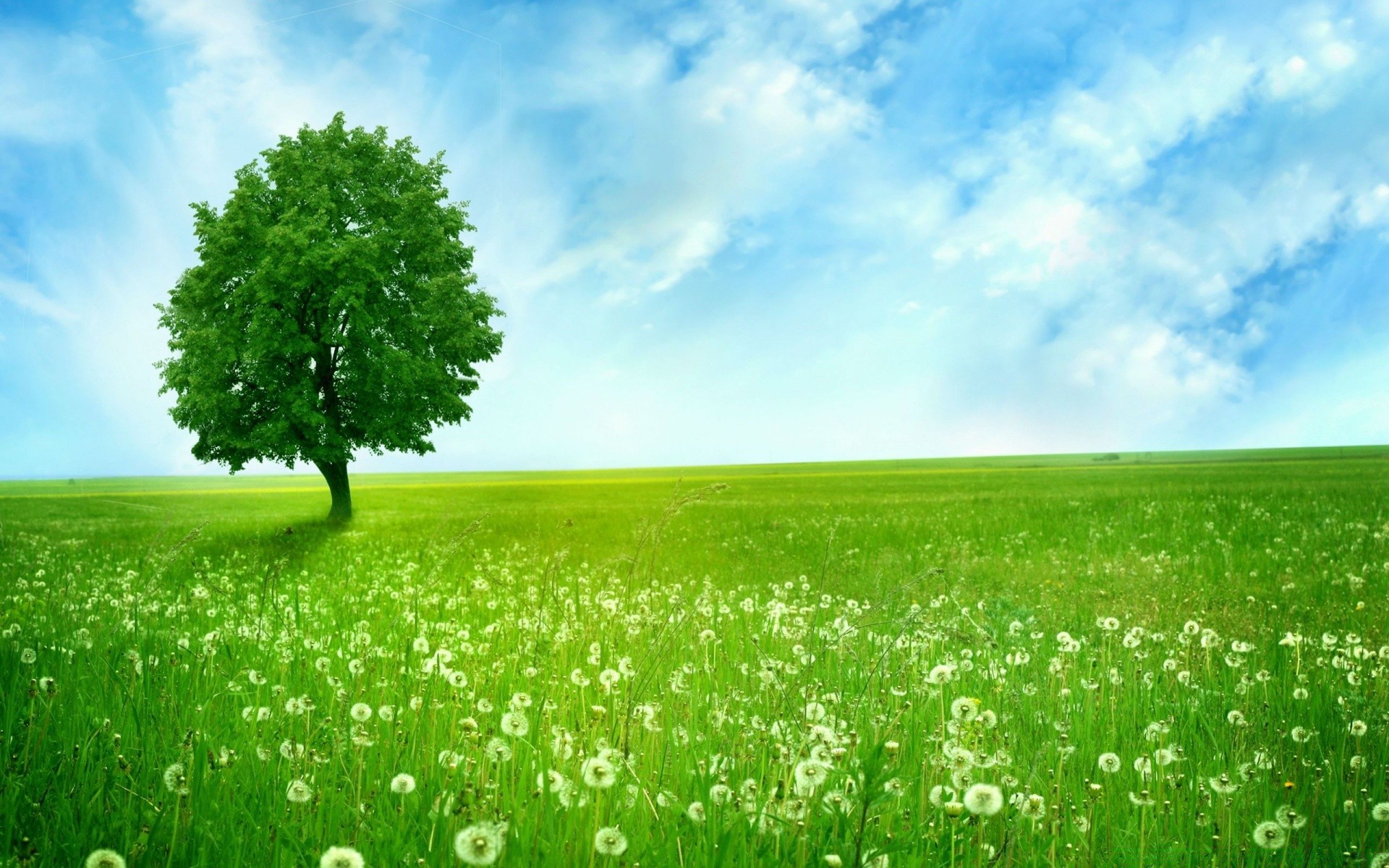 summer field grass hayfield rural landscape lawn nature countryside season growth flora horizon pasture cloud farm scene idyllic fair weather sky