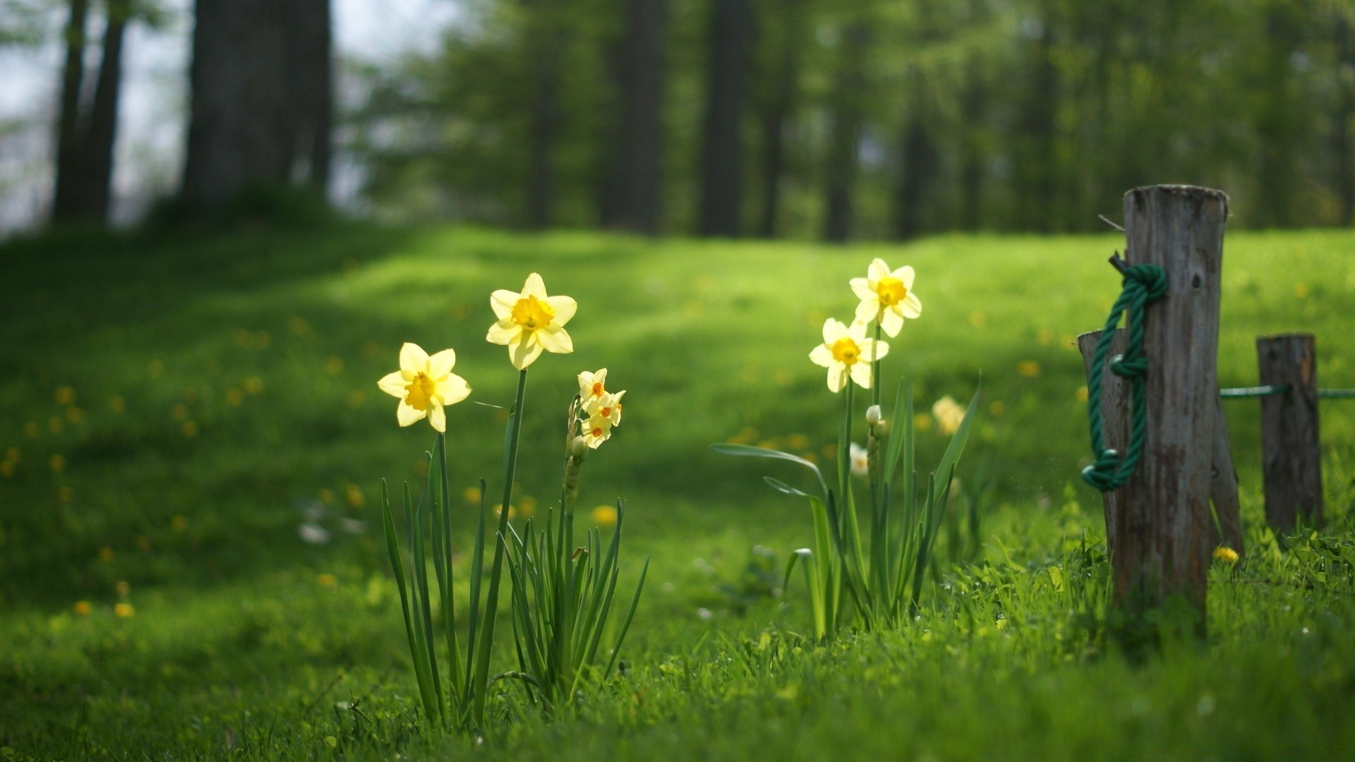 estate erba natura all aperto fiore fieno campo bel tempo legno parco foglia rurale prato giardino flora paesaggio