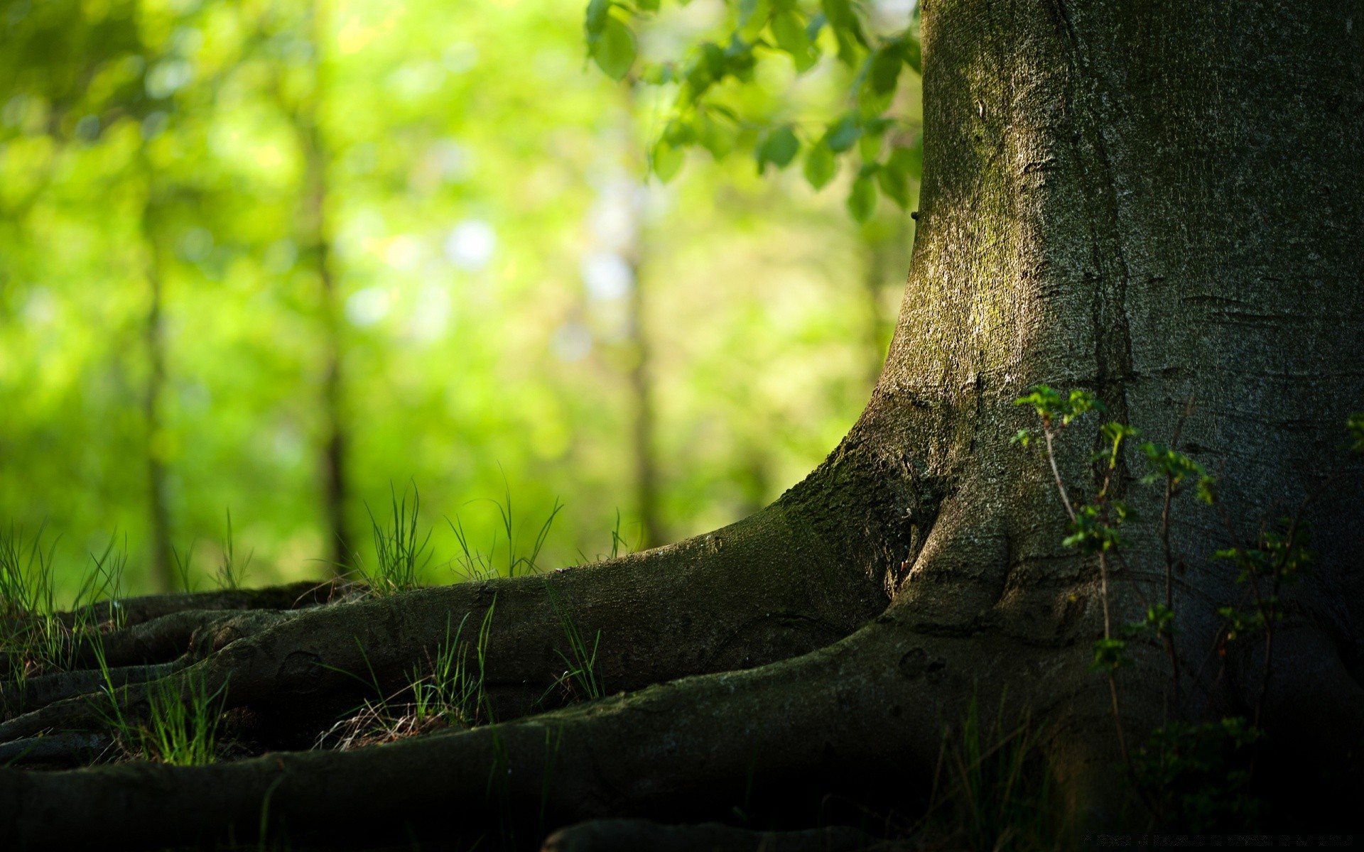 summer nature wood tree leaf landscape park dawn flora trunk light sun garden moss environment outdoors fair weather grass fall