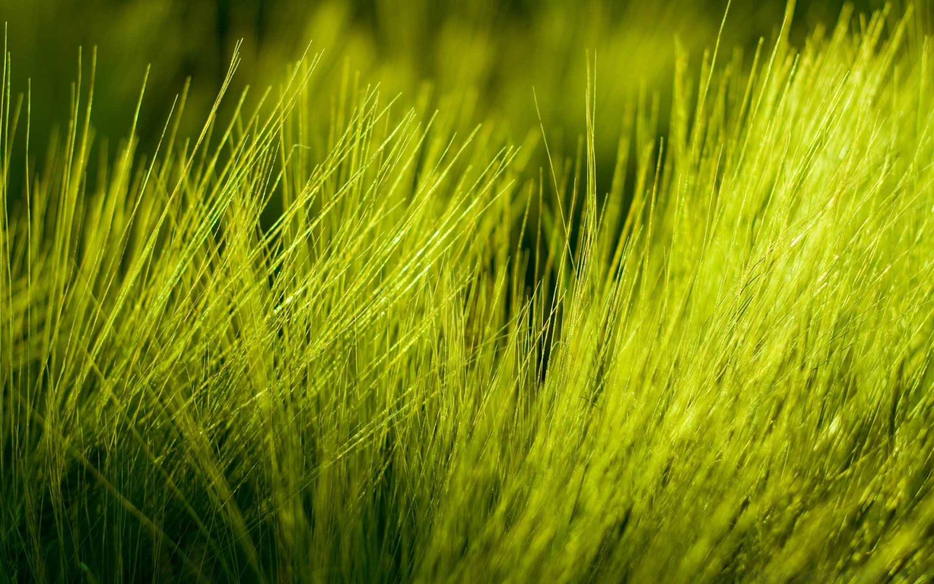 sommer gras wachstum flocken feld natur flora weizen blatt ländlichen desktop weide rasen stroh üppig landwirtschaft bauernhof heuernte ernte