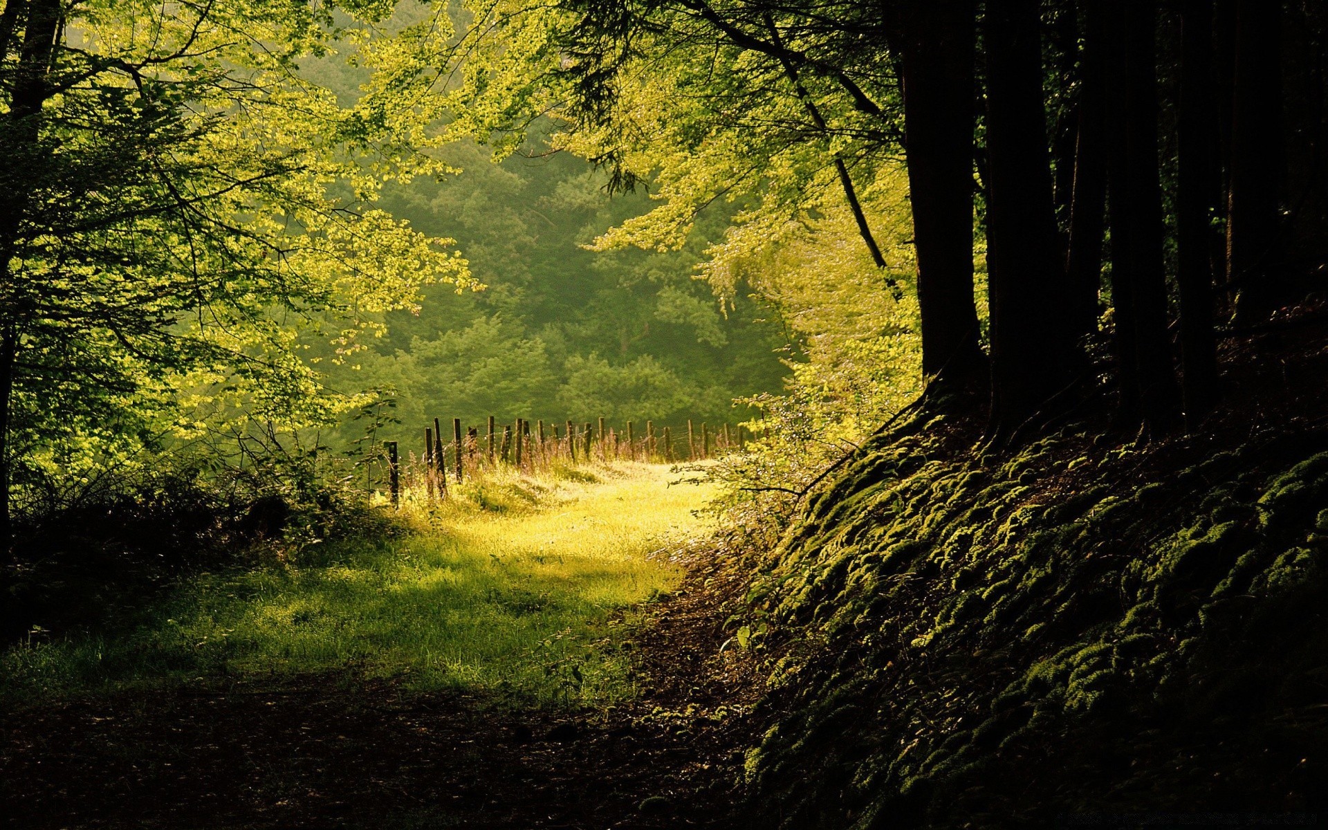 lato drewno drzewo krajobraz natura park liść jesień świt dobra pogoda na zewnątrz malownicze środowisko światło dzienne oddział światło sezon słońce krajobrazy bagażnik