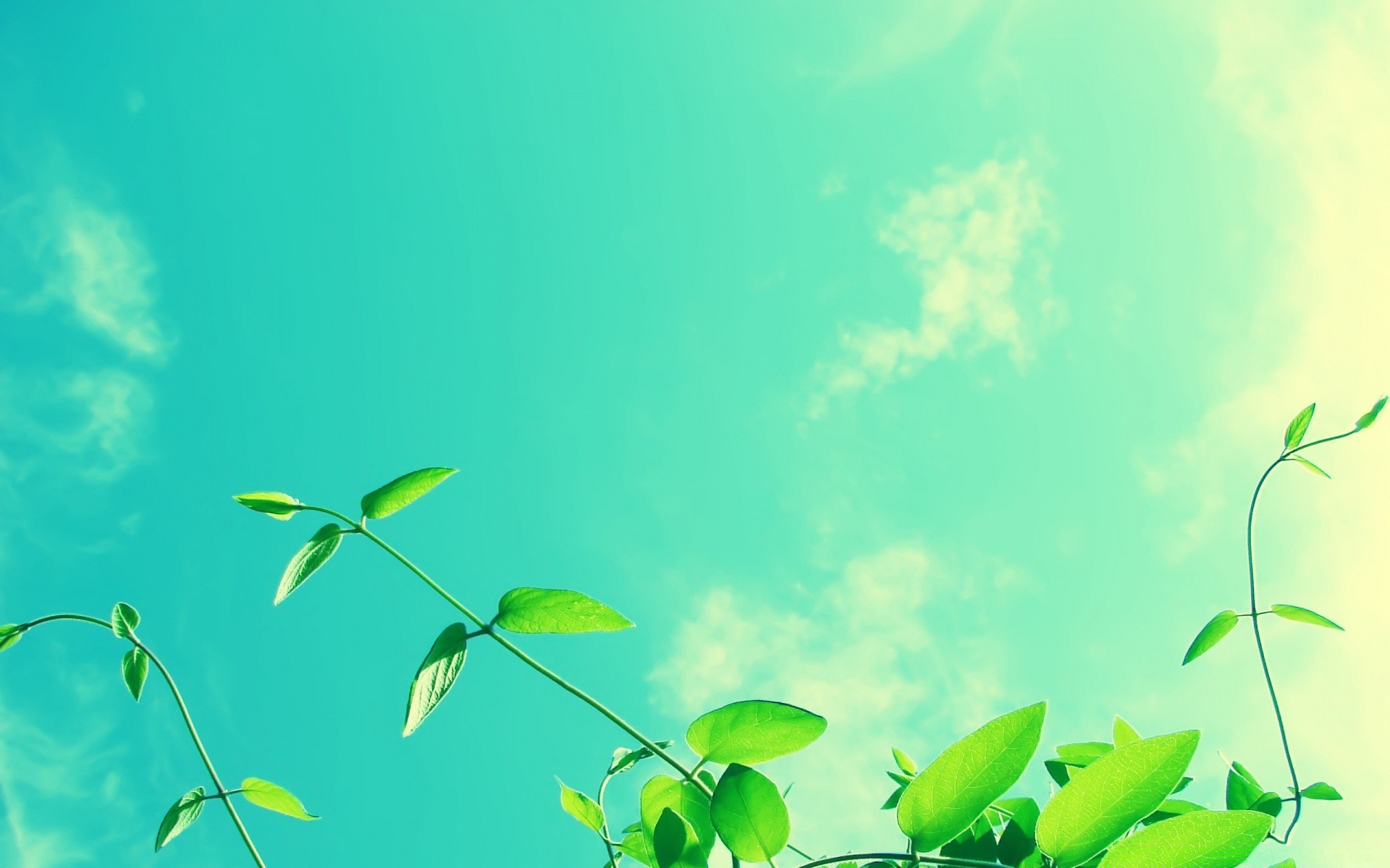 sommer blatt flora wachstum natur üppig garten desktop umwelt ökologie baum