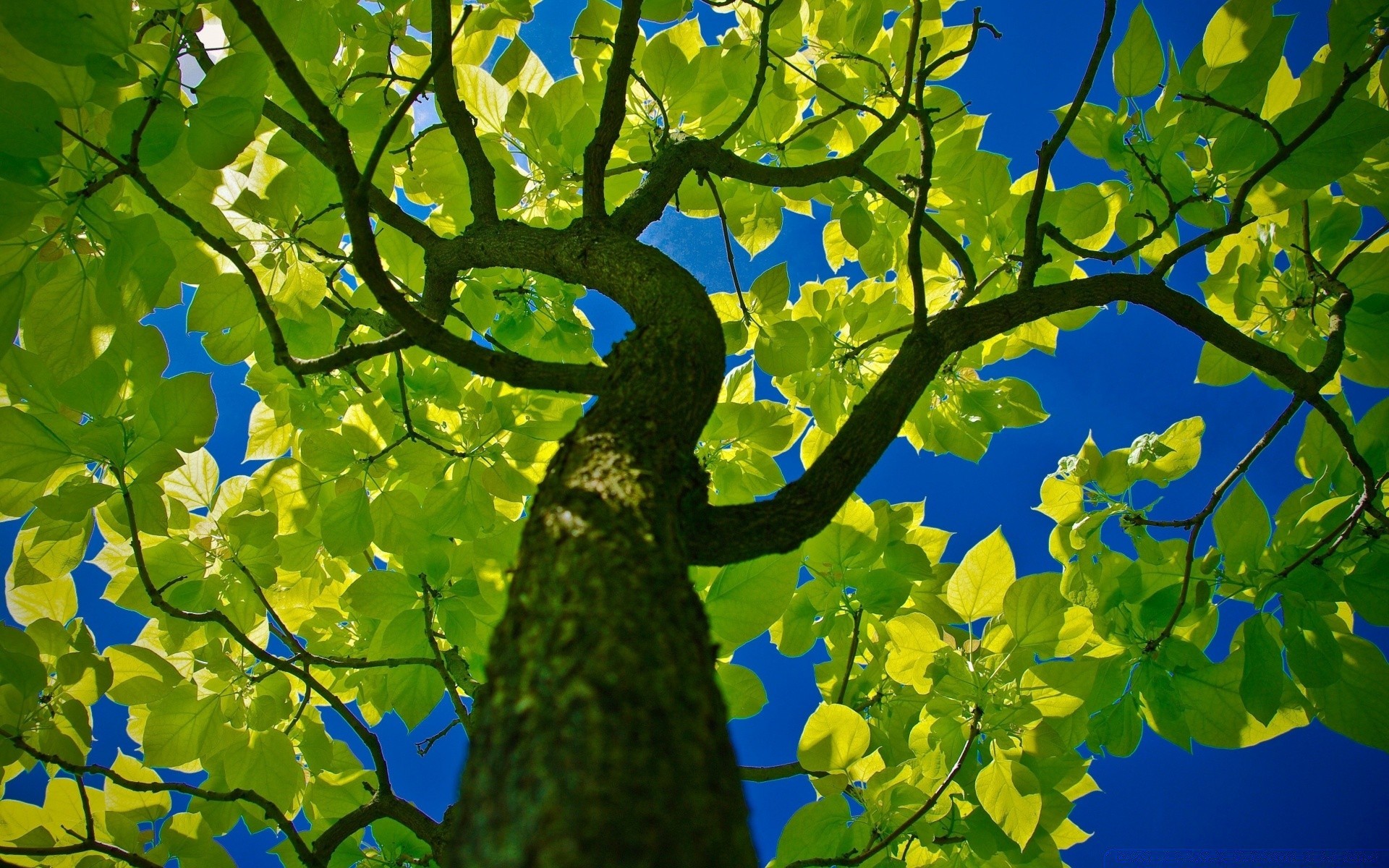 estate foglia natura albero flora ramo crescita all aperto stagione luminoso ambiente bel tempo colore autunno lussureggiante