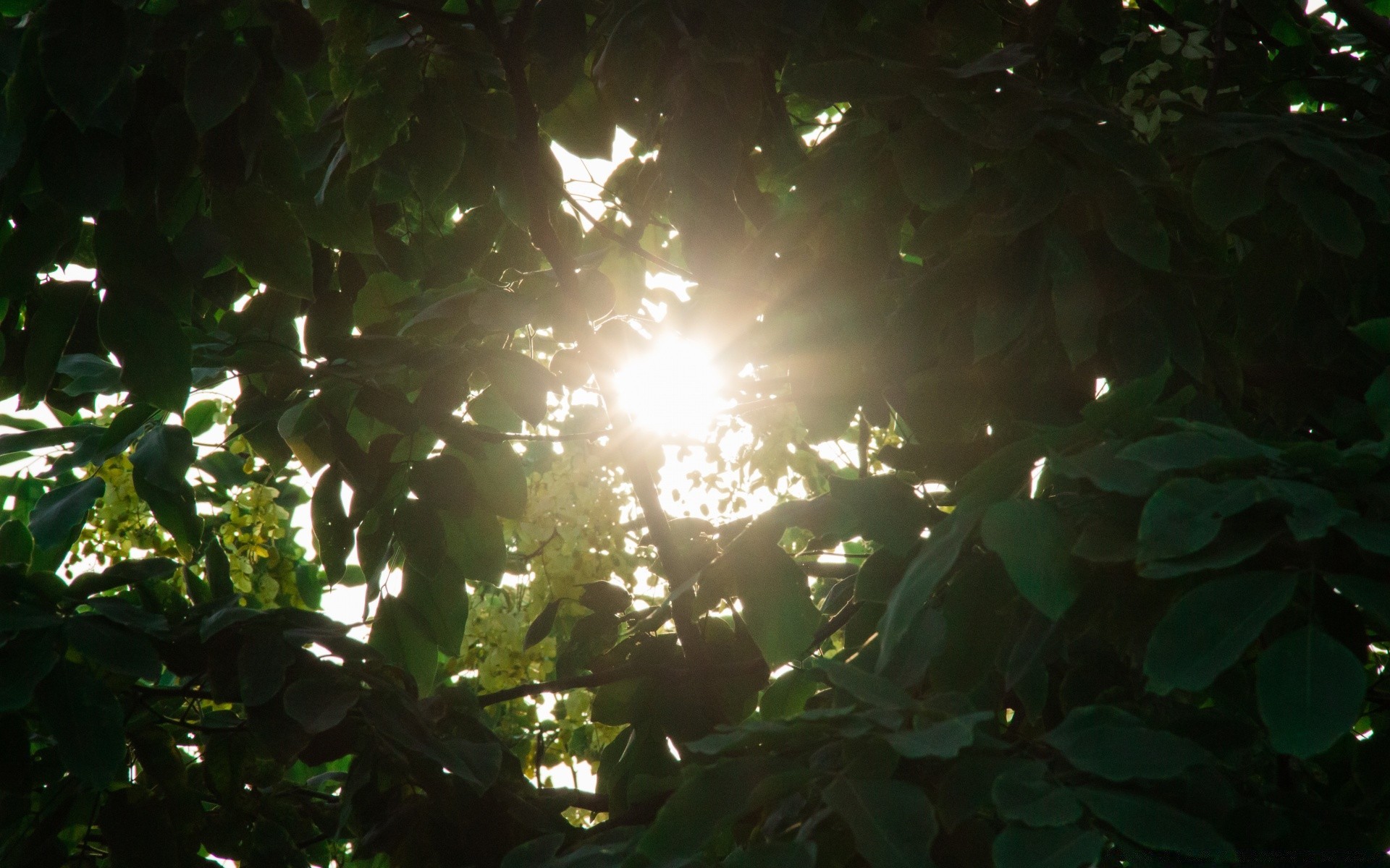 sommer blatt baum natur licht sonne garten holz üppig filiale gutes wetter wachstum