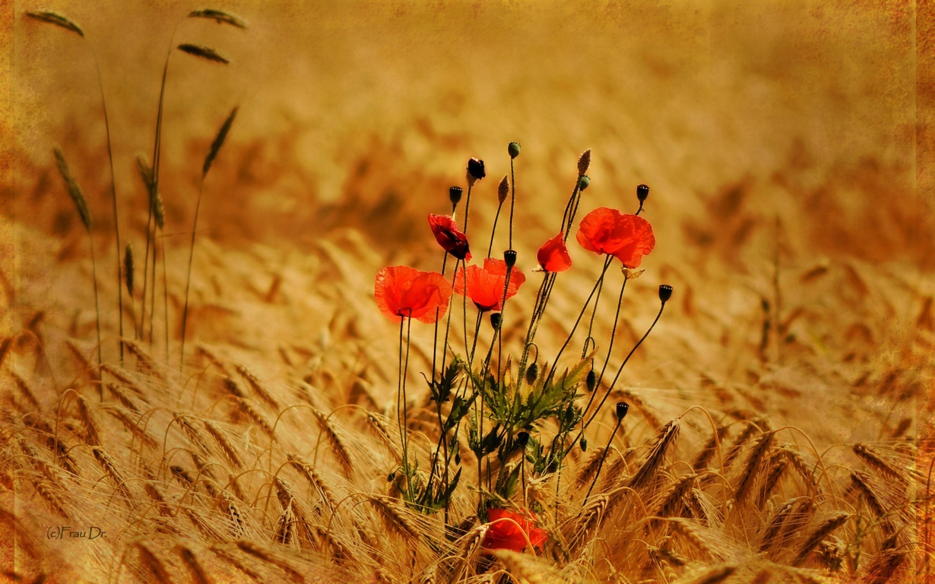 été champ fleur poppy nature rural herbe soleil à l extérieur flore beau temps campagne foin couleur ferme croissance