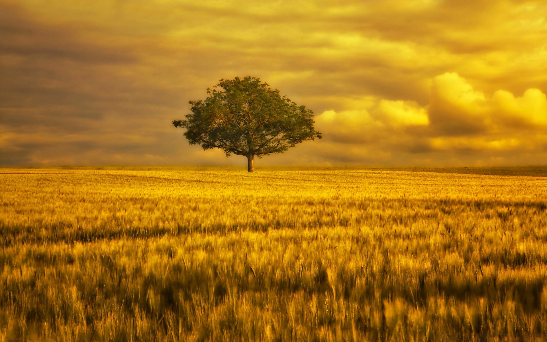 summer sunset landscape nature rural agriculture sky wheat sun pasture gold dawn countryside cereal farm outdoors