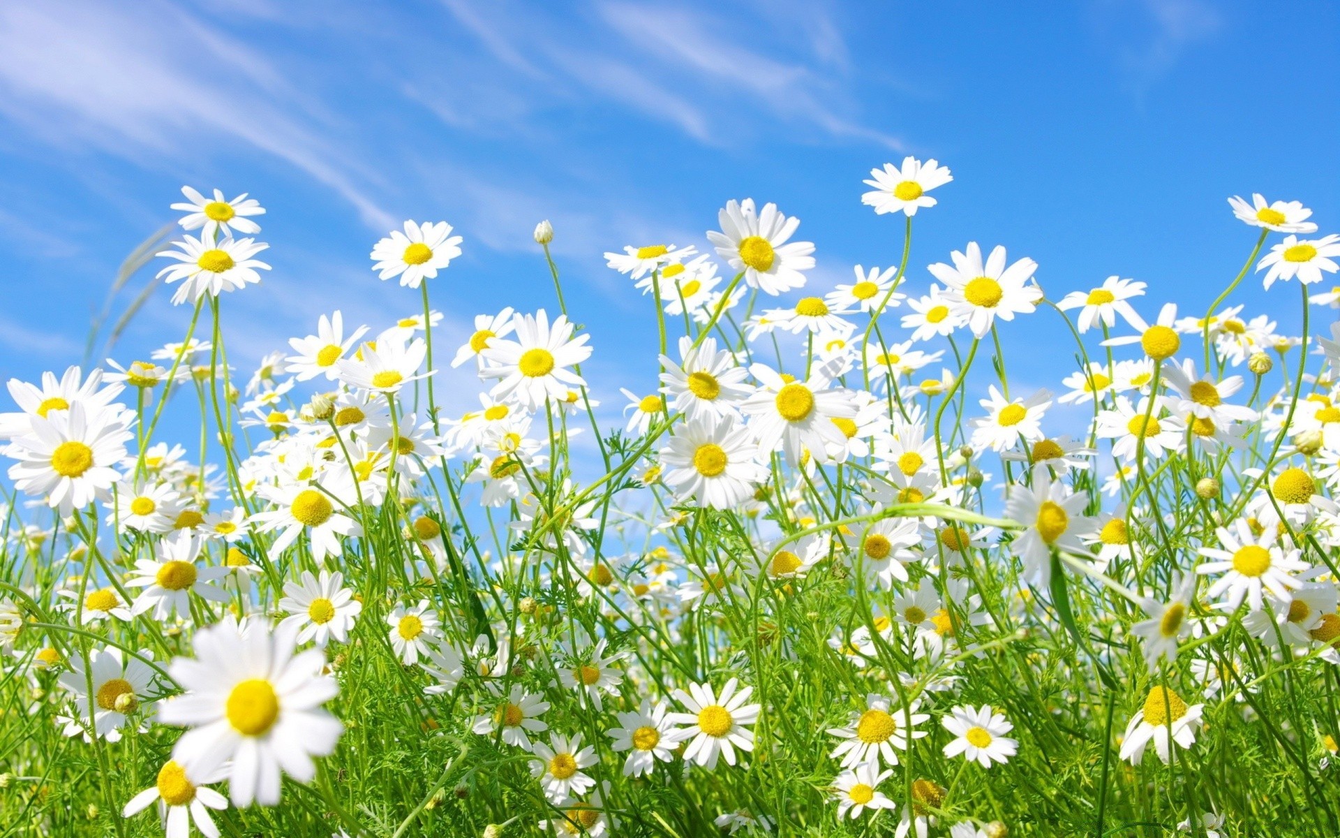 sommer blume feld heuhaufen natur flora gänseblümchen wachstum gras sonnig blütenblatt gutes wetter blumen jahreszeit sonne blühen garten im freien des ländlichen raums hell