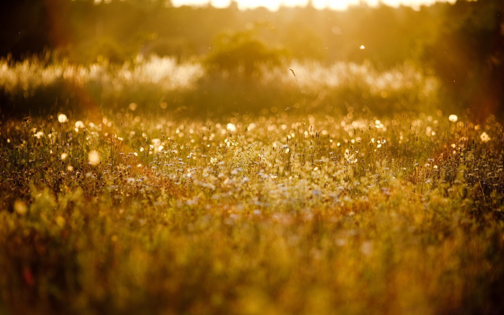 summer gold field landscape blur nature fall sun color rural farm sunset season countryside desktop fair weather grass bright pasture