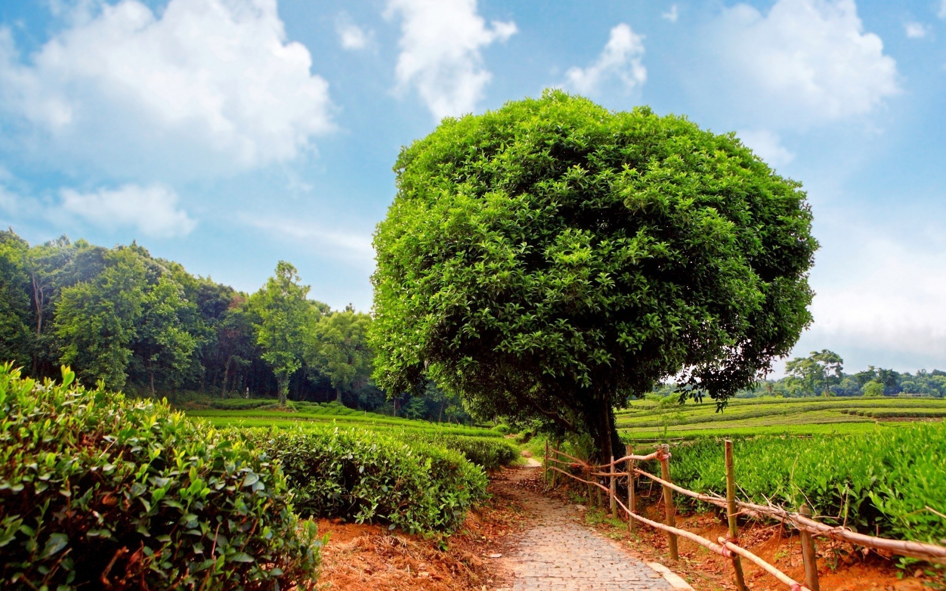 summer tree landscape nature agriculture rural leaf growth flora farm outdoors countryside sky wood field environment scenic grass garden