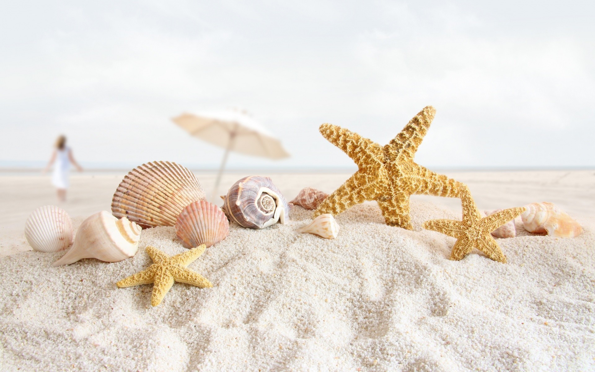 Seashells And Starfish On The Beach - Phone wallpapers