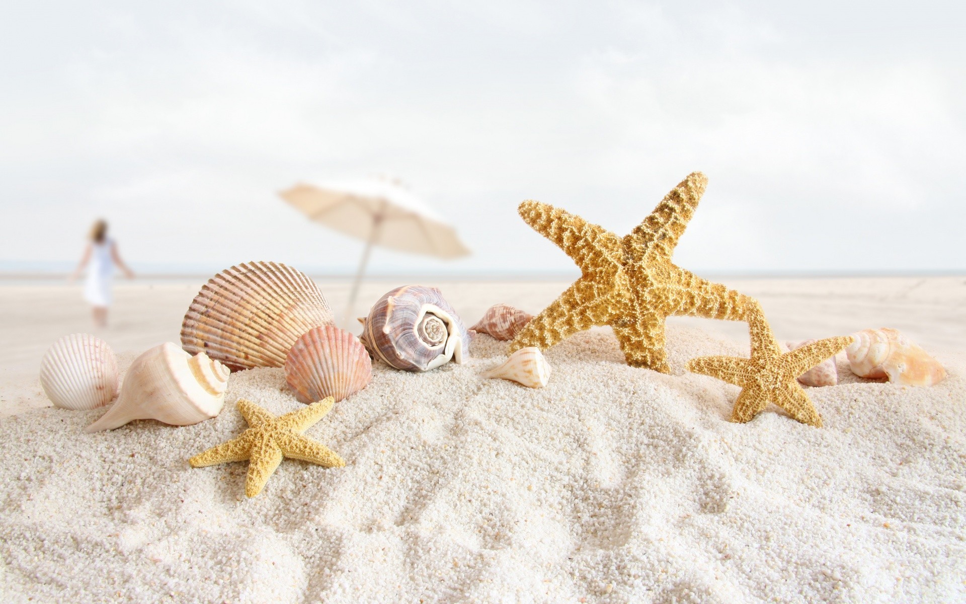 sommer seestern muscheln schale strand sand meer meer ende meer ozean urlaub tropisch nadelhäute küste muscheln natur ufer entspannung souvenir desktop