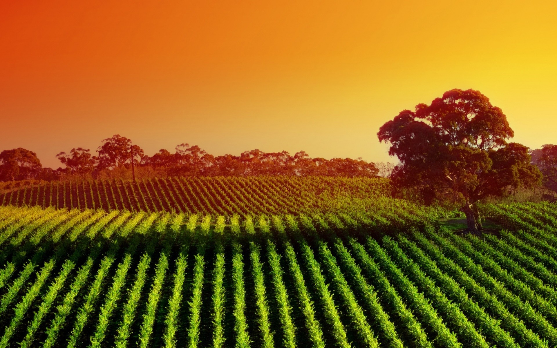 été agriculture terres cultivées croissance ferme en plein air vignoble champ paysage pâturage feuille récolte campagne nature vin