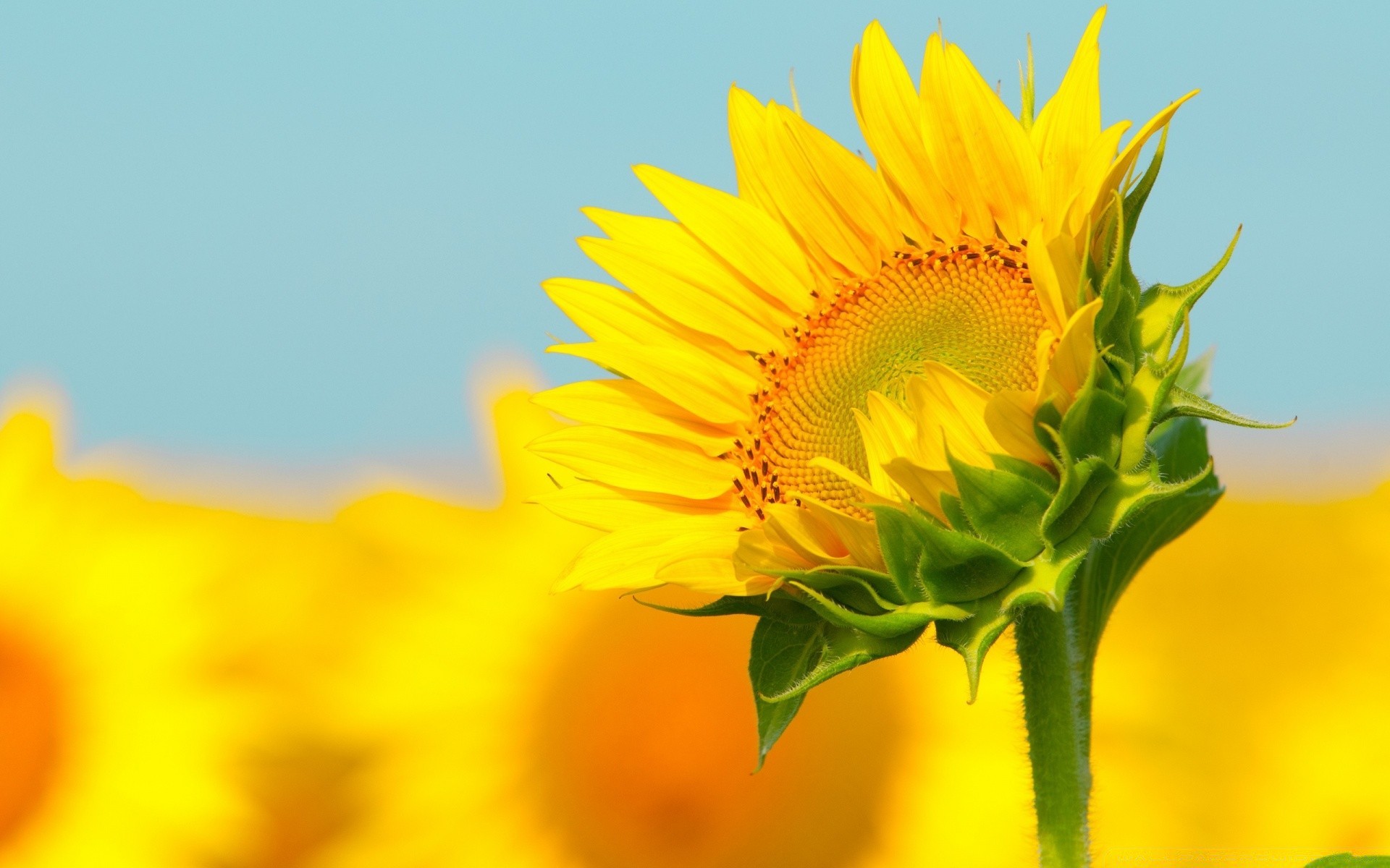 estate natura fiore flora foglia luminoso crescita bel tempo colore sole girasole primo piano petalo campo giardino floreale