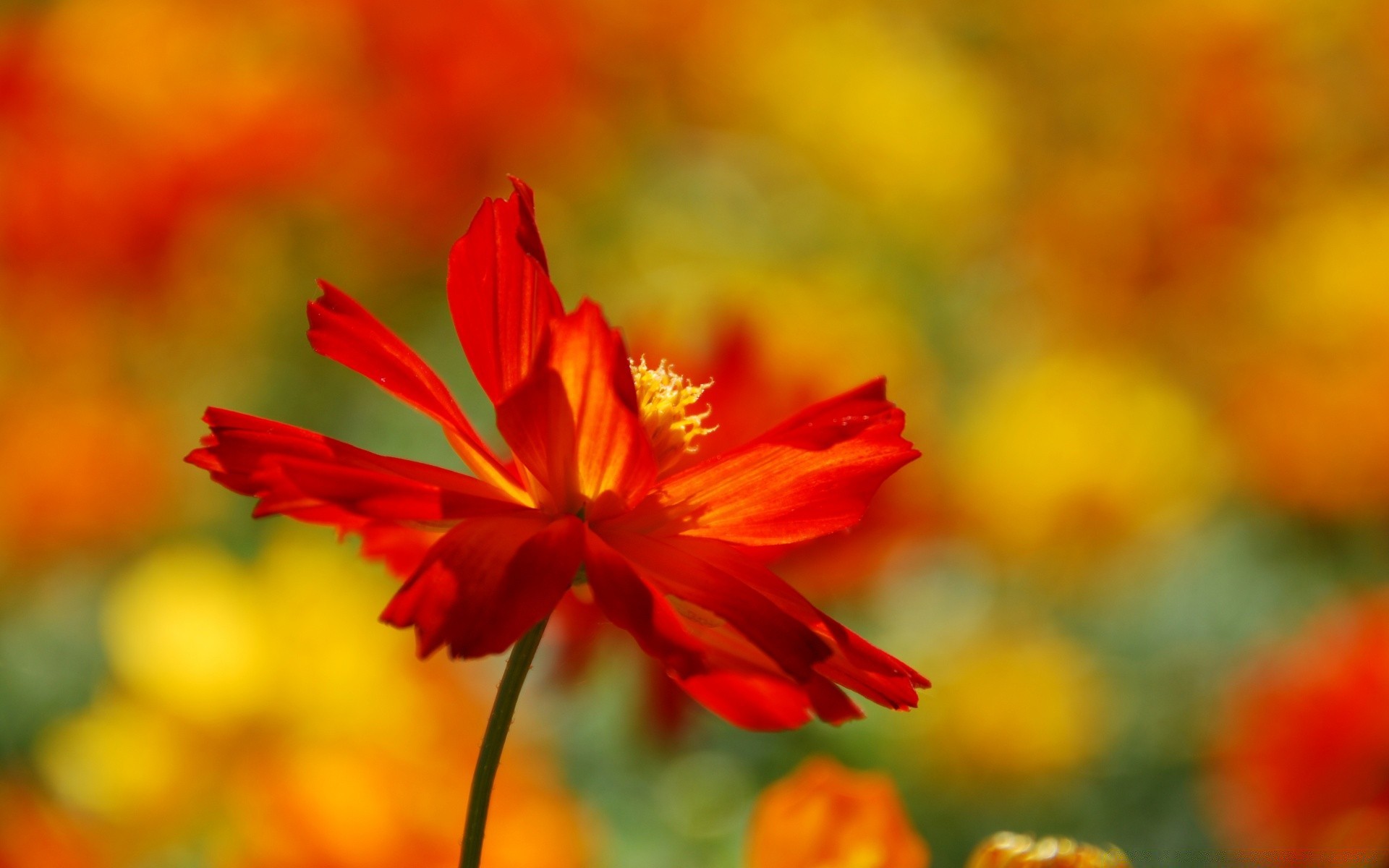 verão natureza folha flor brilhante borrão flora ao ar livre bom tempo crescimento jardim cor