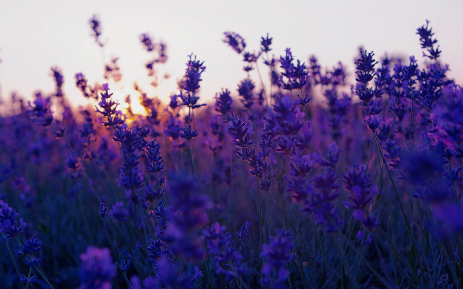 verano flor lavanda campo flora naturaleza perfume floral hierba color herbario jardín bluming aromático violeta aromaterapia fragante al aire libre