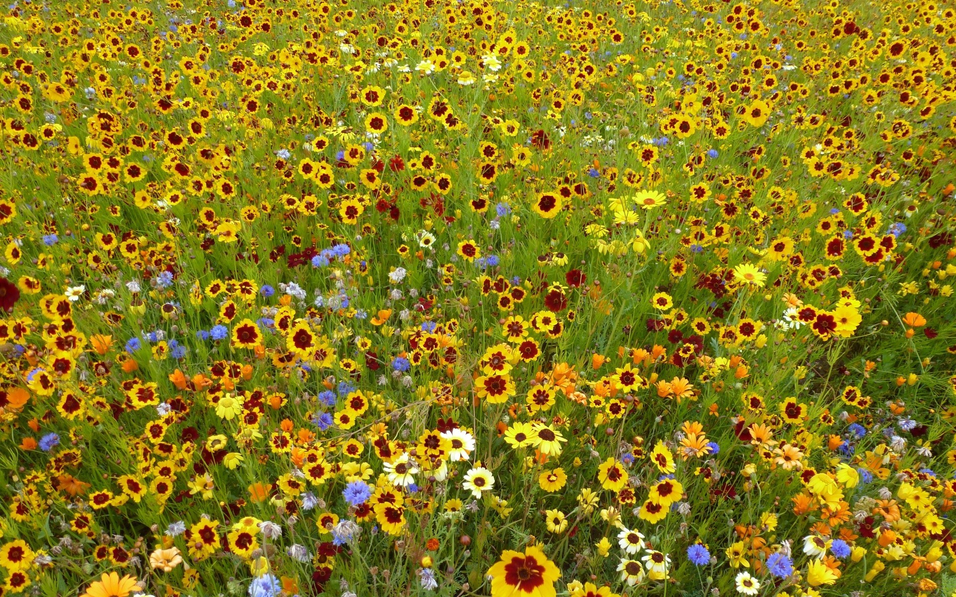 verão flor natureza desktop cor padrão brilhante